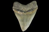 Serrated, Fossil Megalodon Tooth - Georgia #138998-1